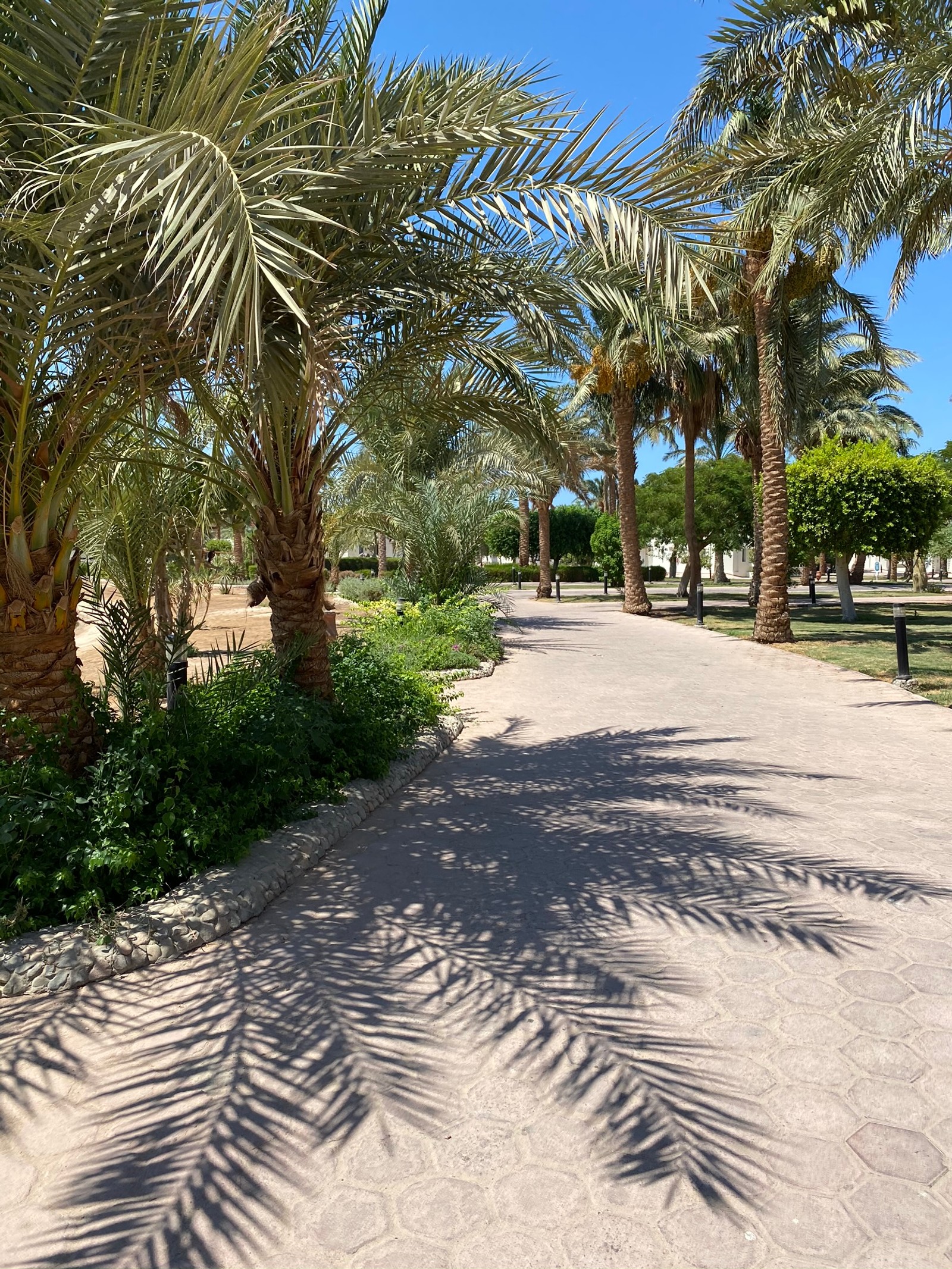 Archaische palmen säumen einen weg in einem park mit einer bank (palmen, dattelpalme, immobilien, biologie, gehölz)