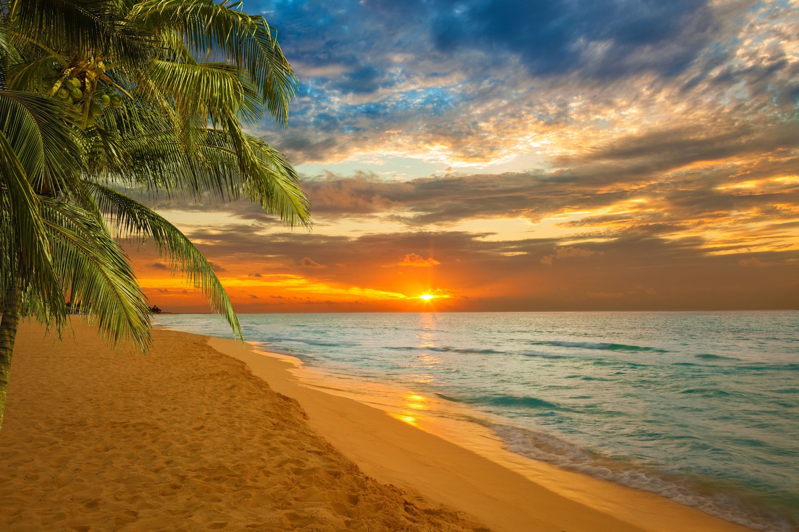 A beach with palm trees and the sun setting in the background (beach, horizon, tropics, sea, sunset)