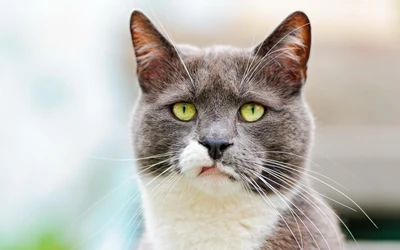 Gato rabugento com olhos verdes marcantes e um bigode distinto, capturado em close-up.