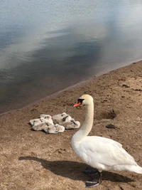 A swan stands protectively near a group of cygnets resting on the sandy shore by a calm body of water.