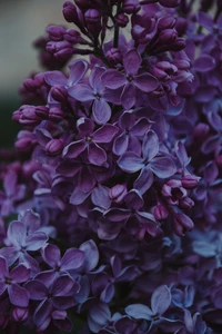 flor, roxo, violeta, planta com flores, lilás