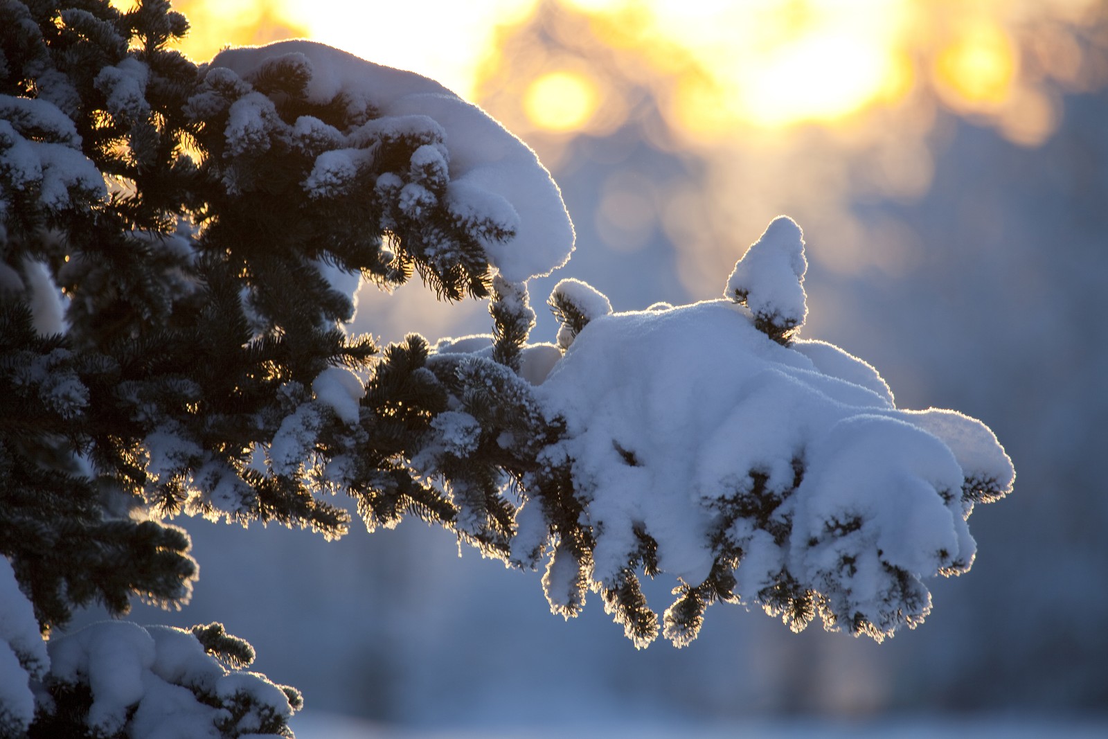 snow, weather, winter, freezing, branch wallpaper