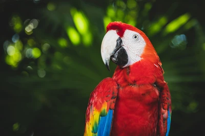 Un vibrante guacamayo escarlata posado contra un fondo verde exuberante, mostrando su llamativo plumaje rojo, amarillo y azul.