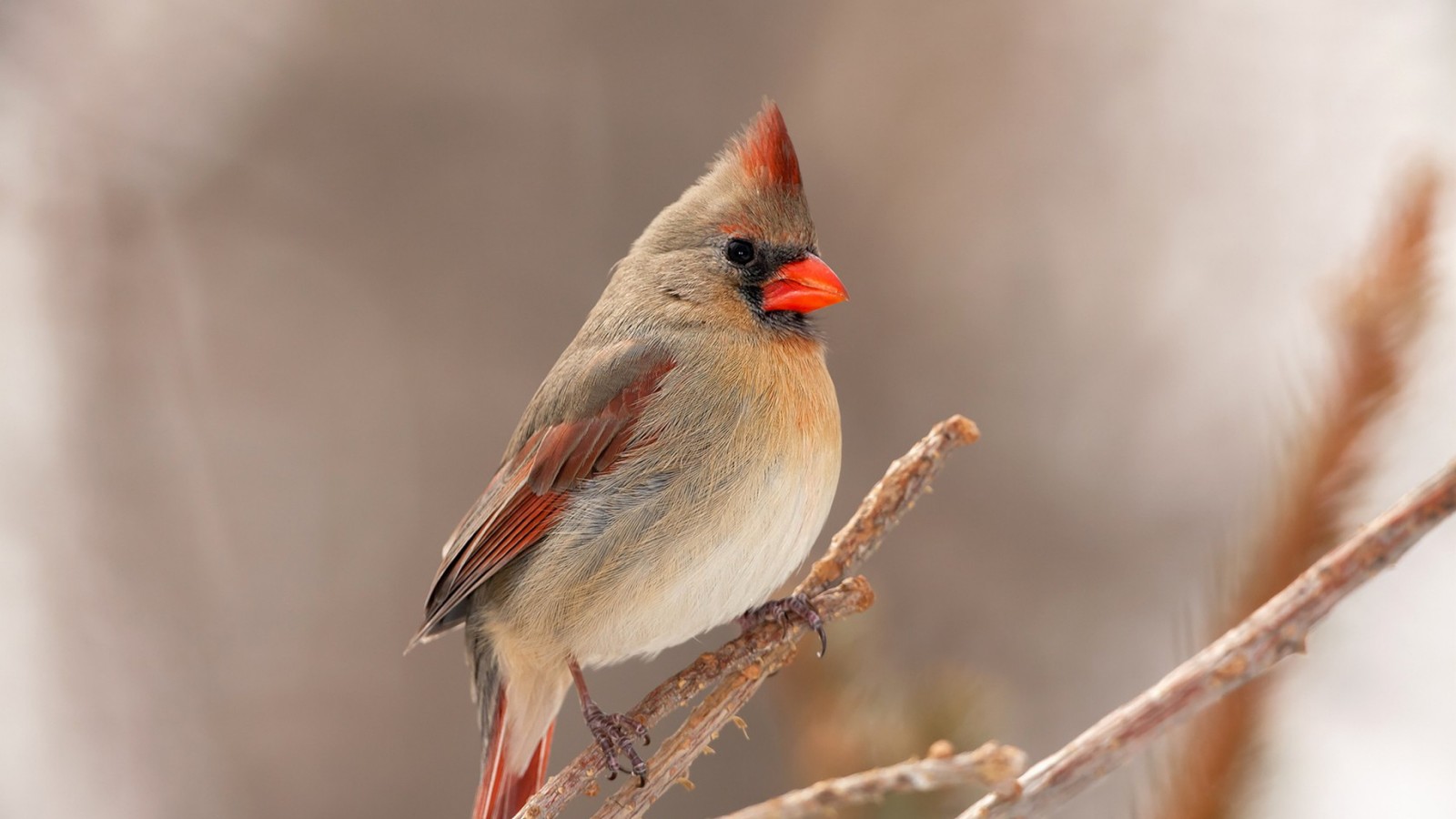 Un pájaro posado en una rama con un pico rojo (cardenal del norte, pico, ave, pájaro cantor, pájaro posado)