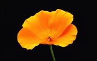 poppy flower, black background, yellow flower, amoled, 5k wallpaper