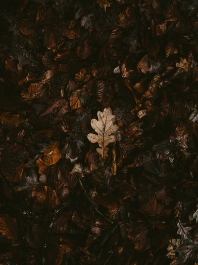 Silhouette of a lone oak leaf amidst a backdrop of dark, fallen foliage.