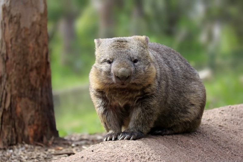 Маленькое животное сидит на камне (коала, наземное животное, вомбат, wombat, сумчатое)