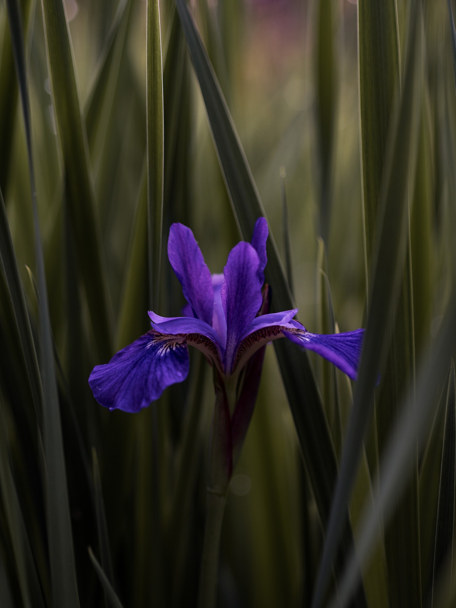 Une fleur violette au milieu d'un champ d'herbe haute (plante à fleurs, fleur, violet, bleu, plante)