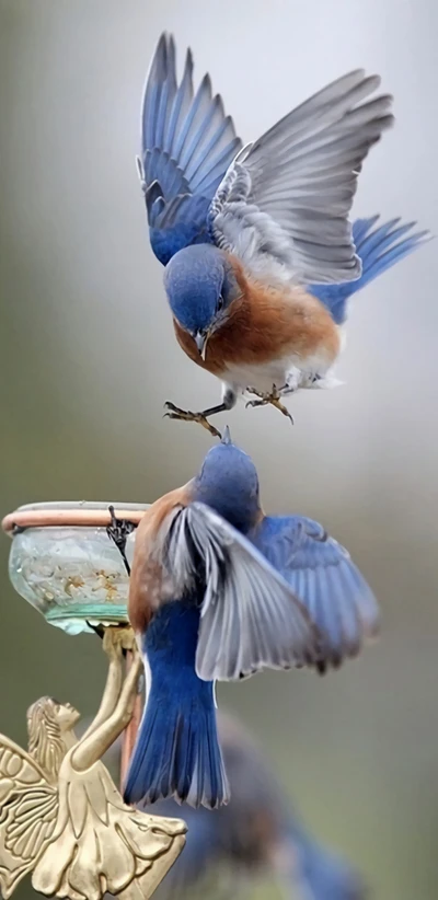 Couple of Blue Birds in Mid-Flight