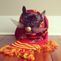 Bulldog hipster con gafas, snitch dorada y bufanda de Gryffindor