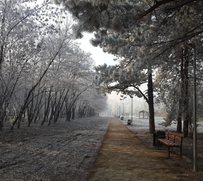 Sendero besado por la escarcha a través de un paisaje invernal