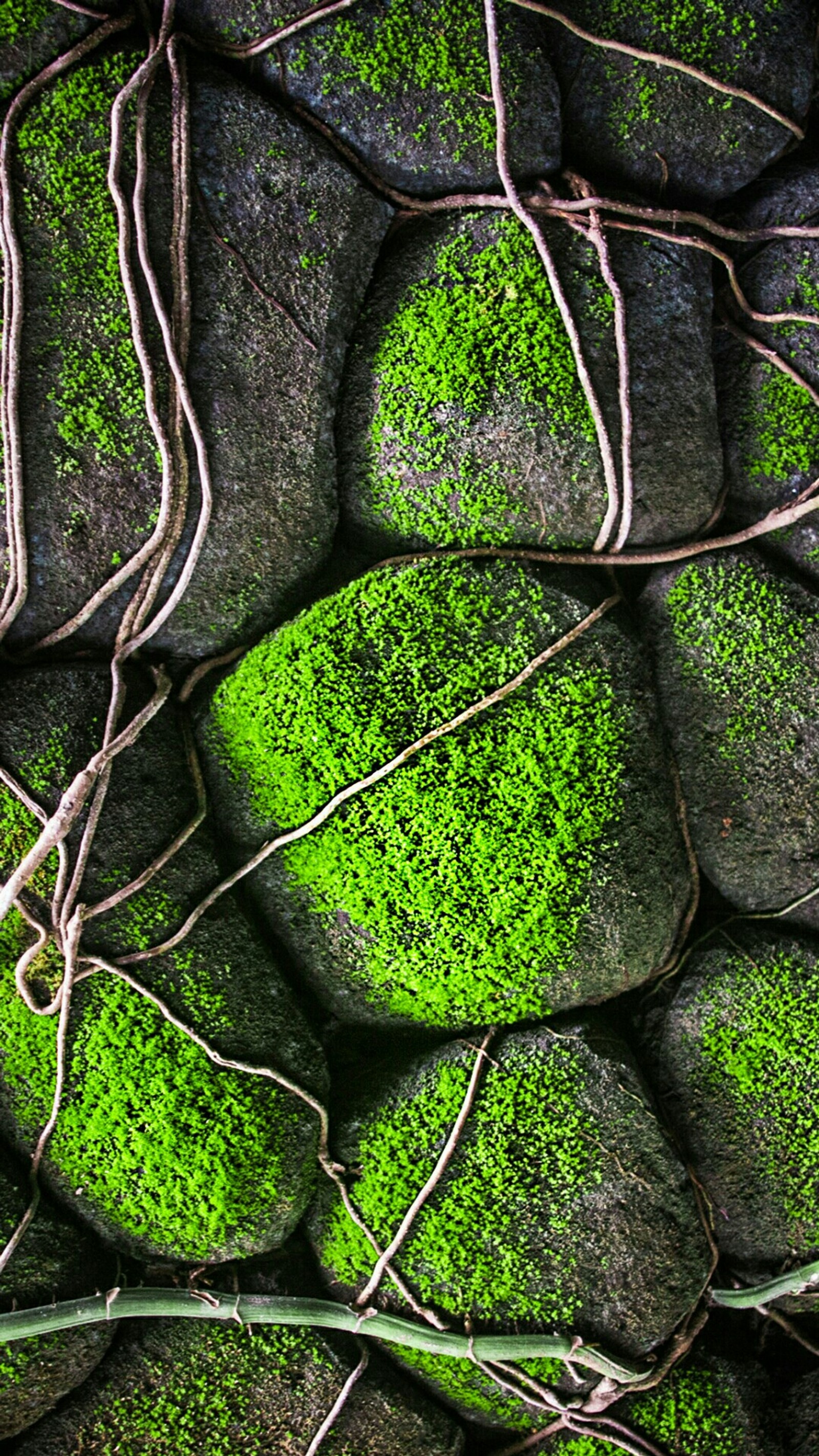 A close up of a bunch of green moss growing on a rock (color, hd abstract, magic)