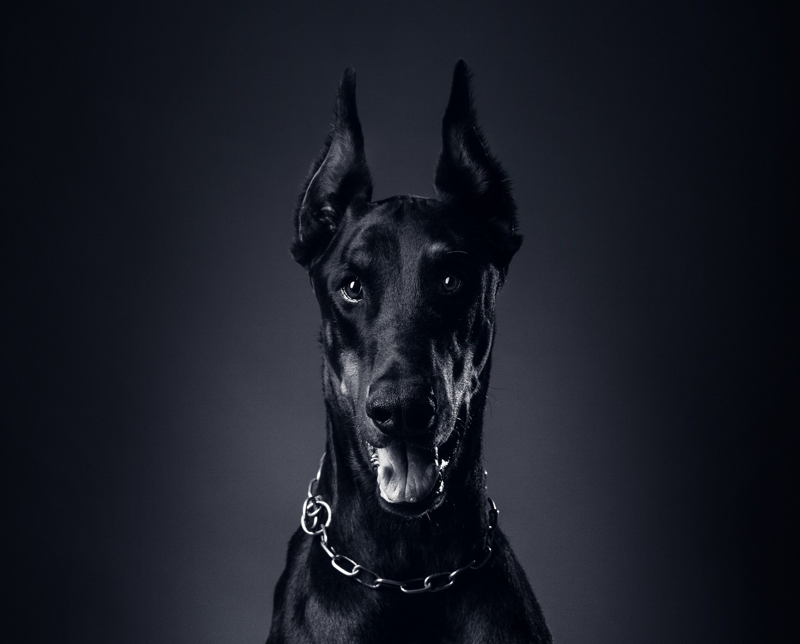 Un chien noir stylisé avec un collier autour du cou (chaîne, collier, doberman pinscher, chien, langue)