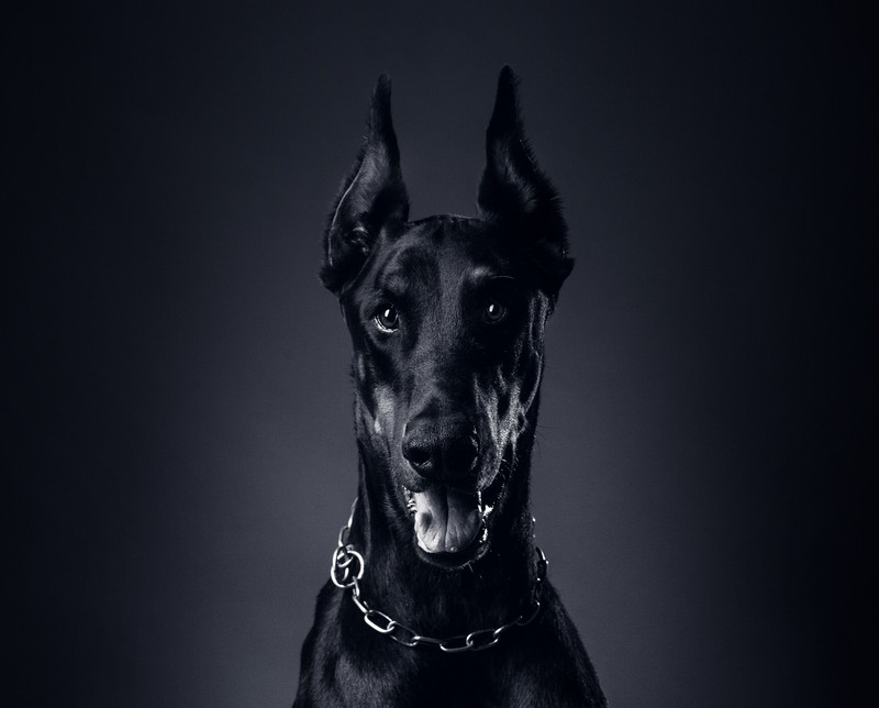 Стилизованный черный пес с ошейником вокруг шеи (цепь, ошейник, doberman pinscher, собака, язык)