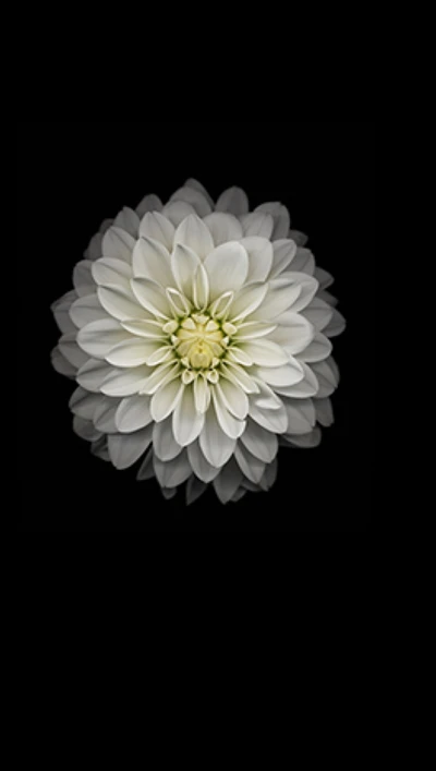 Elegante weiße Blume vor schwarzem Hintergrund, perfekt für iOS 8 und iPhone 6 Hintergrundbilder.