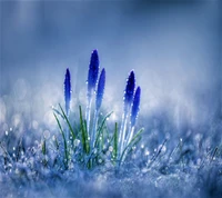 Despertar de primavera: Flores azules en el paisaje húmedo de Belgrado