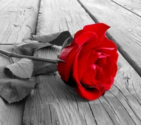 awesome rose, beleza, legal, flor, amor