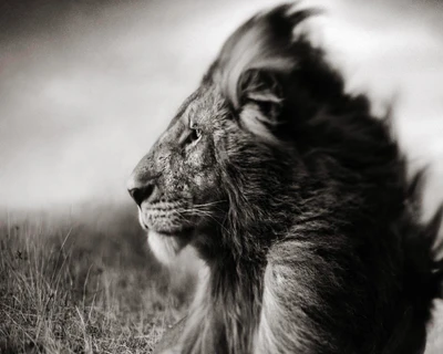 Lion majestueux en sérénité noir et blanc