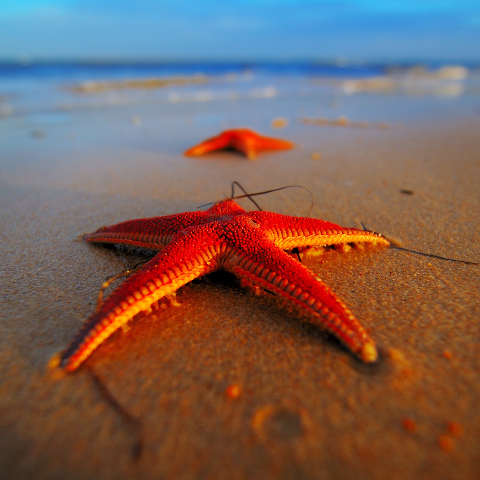 Há duas estrelas do mar na praia perto da água (2012, legal, hd, novo, outro)