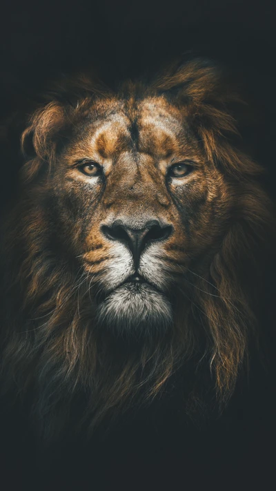 le lion, roi, visage, animal