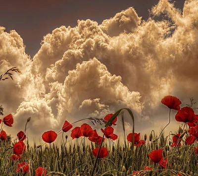 Campo de amapolas vibrante bajo nubes dramáticas