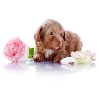 mignon, chiot