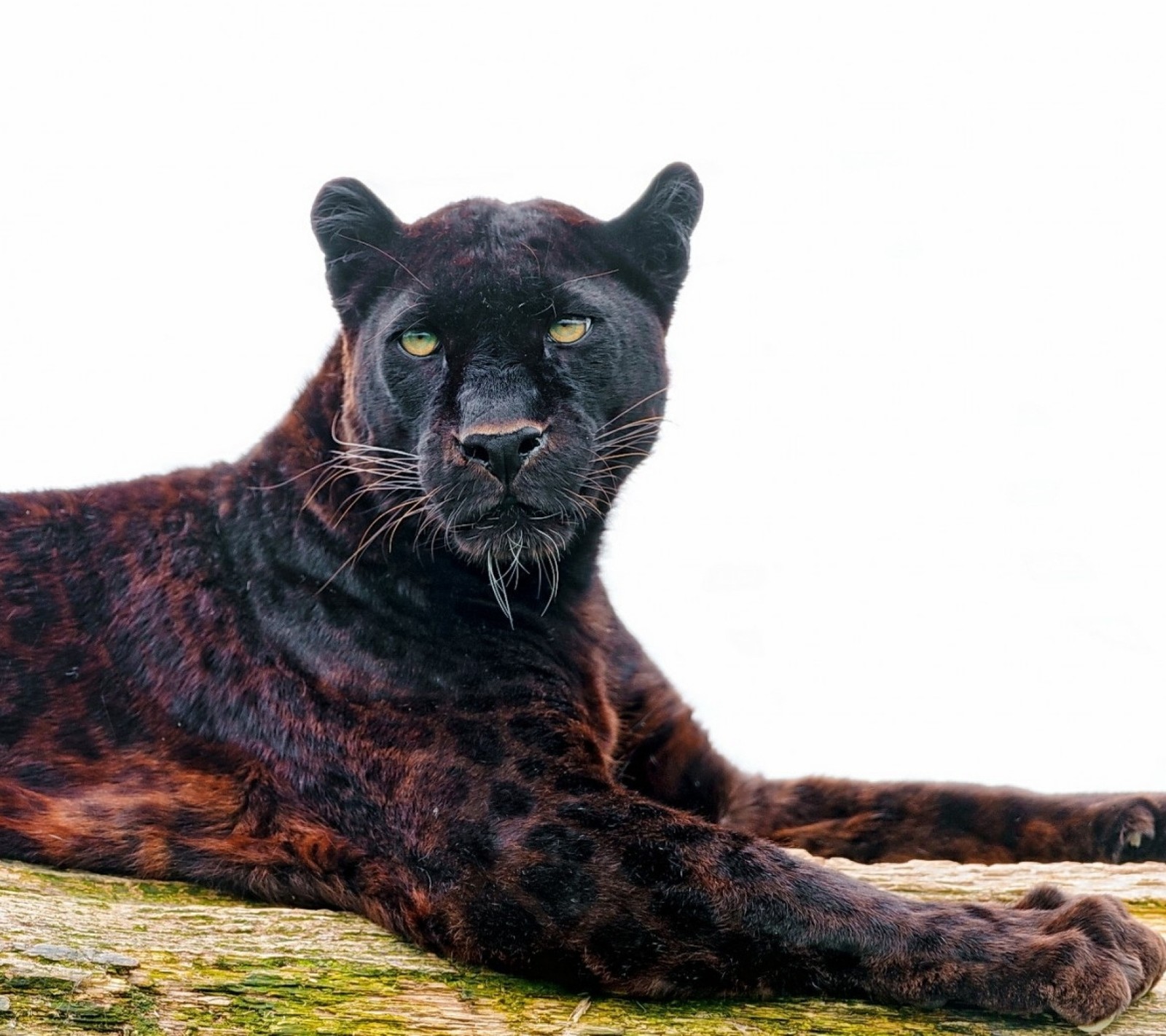 Um girafa sentada em uma pedra com um fundo branco (grandes felinos, pantera negra, carnívoros, felinos, predadores)