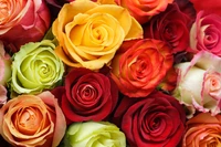 flowers, rose, roses wallpaper