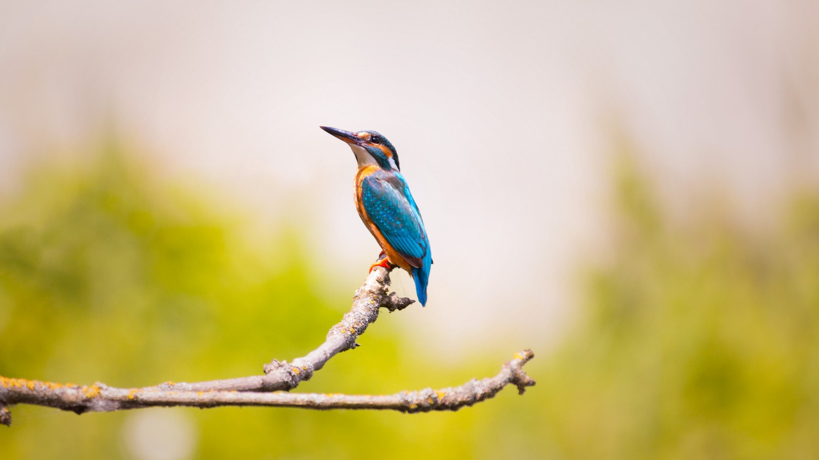 Araffe bird perched on a branch with a blurry background (bird, beak, coraciiformes, wildlife, branch)