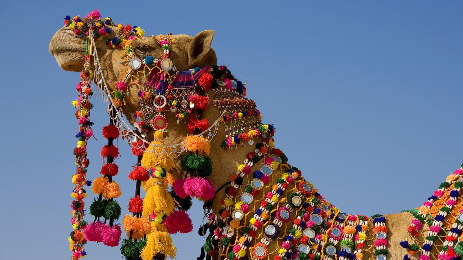 Uma girafa com decorações coloridas na cabeça e um céu azul ao fundo (deserto, camelo, festival, tradição, carnaval)