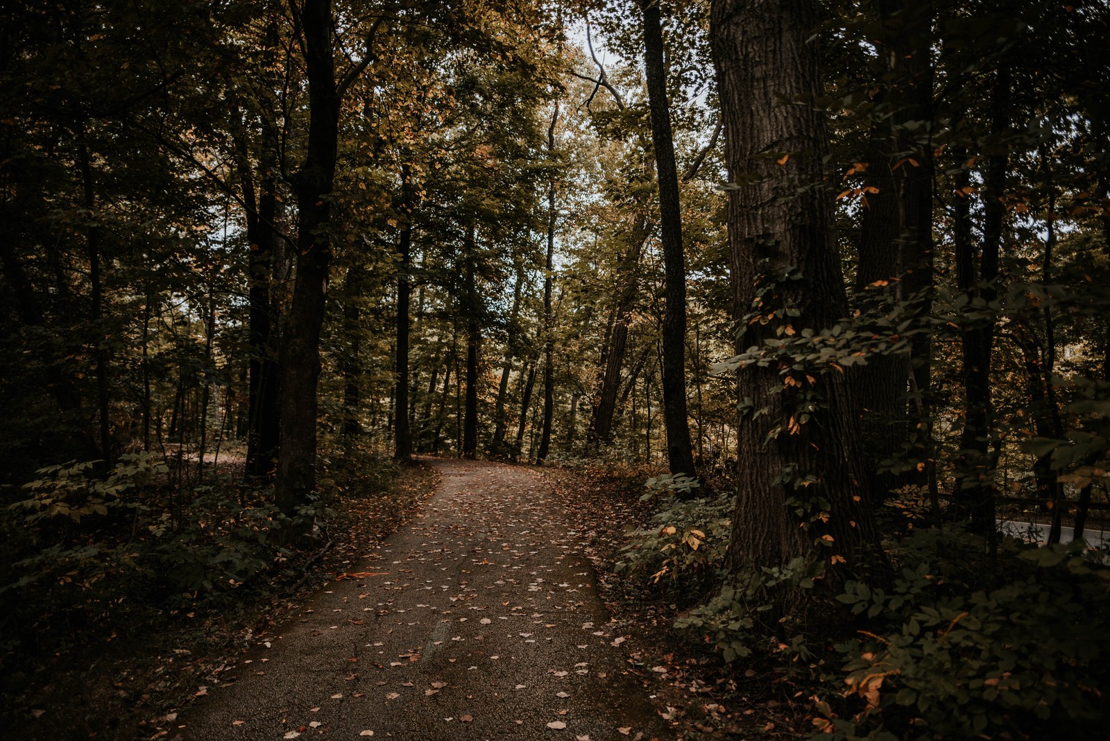 A view of a path through a forest with lots of leaves (forest, tree, nature, natural environment, woodland)