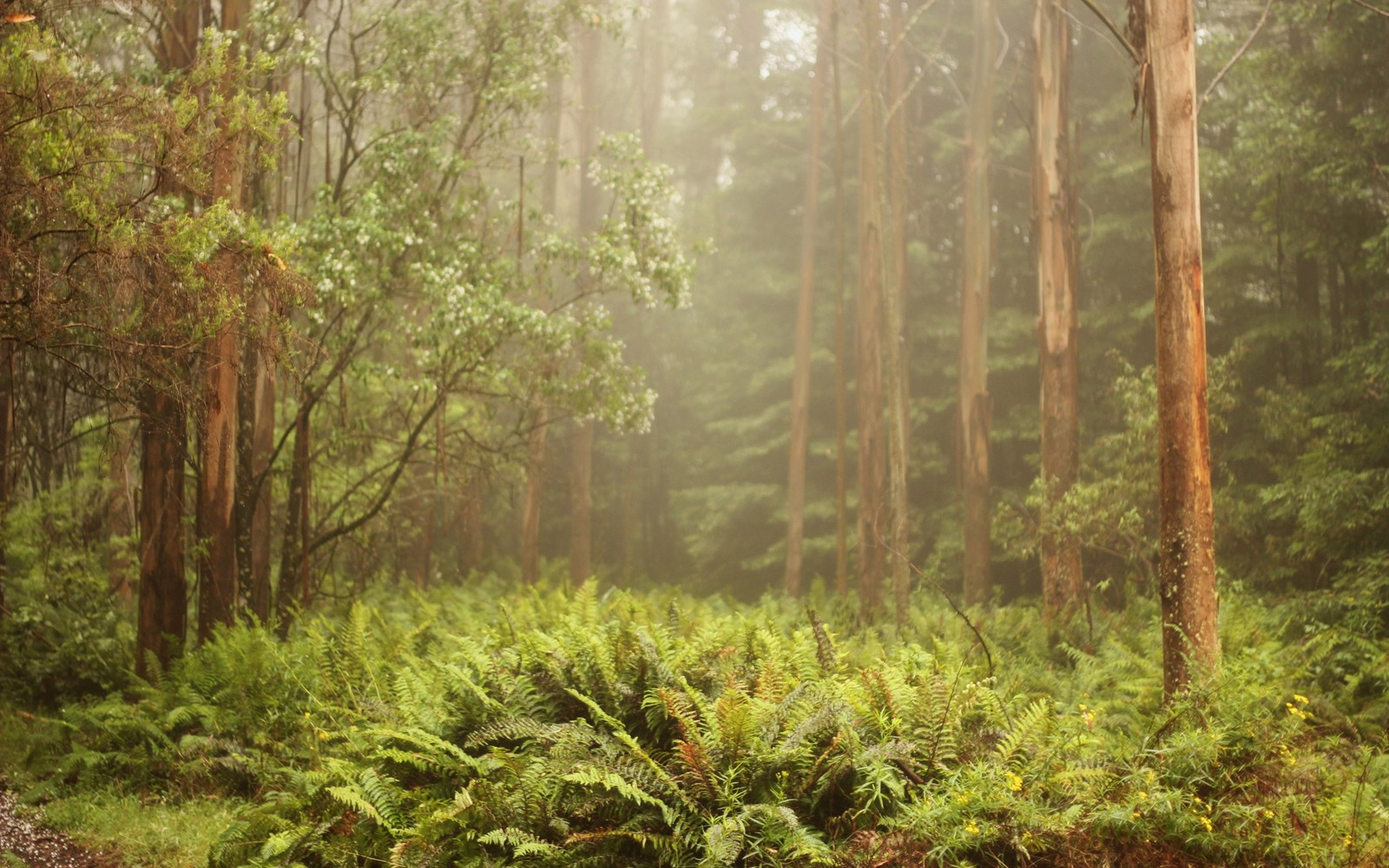 A close up of a forest with a bunch of trees and a bench (forest, vegetation, woodland, old growth forest, rainforest)