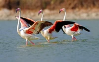 stork, lake nakuru, flamingo, water bird, bird wallpaper