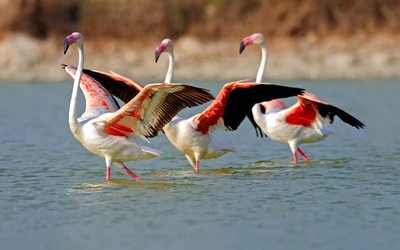 cigüeña, lago nakuru, flamenco, ave acuática, ave