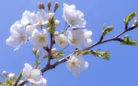 floraison, blanc, printemps, branche, brindille