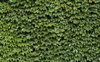 Vibrant Green Wall of Evergreen Ivy Foliage