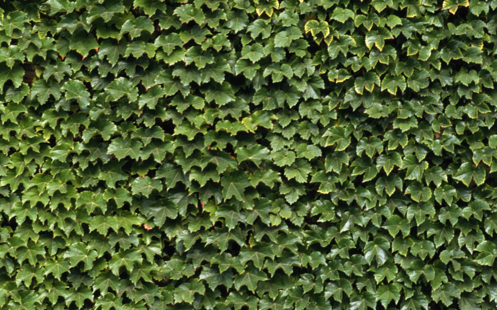 A close up of a green plant with many leaves on it (green, leaf, wall, plant, groundcover)