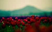 Tulipes rouges vibrantes dans un paysage printanier