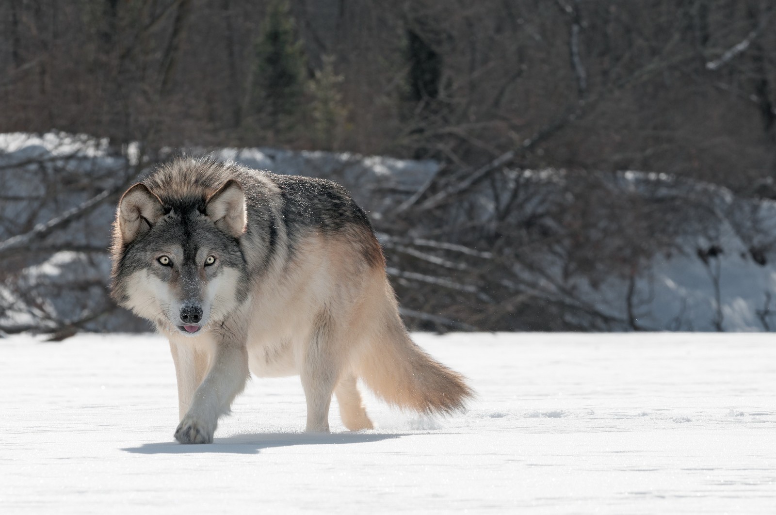 Um lobo caminhando na neve com árvores ao fundo (cachorro, canidae, lobo, cão lobo checoslovaco, cão lobo)