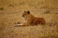 Lion masai majestueux se reposant dans la savane africaine