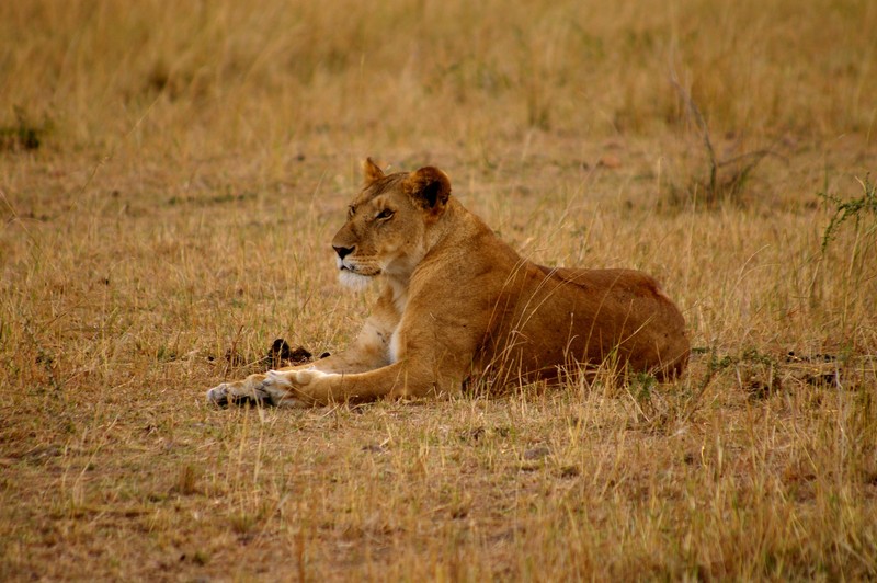 Лев, который лежит на траве (лев, сафари, safari, дикая природа, наземное животное)