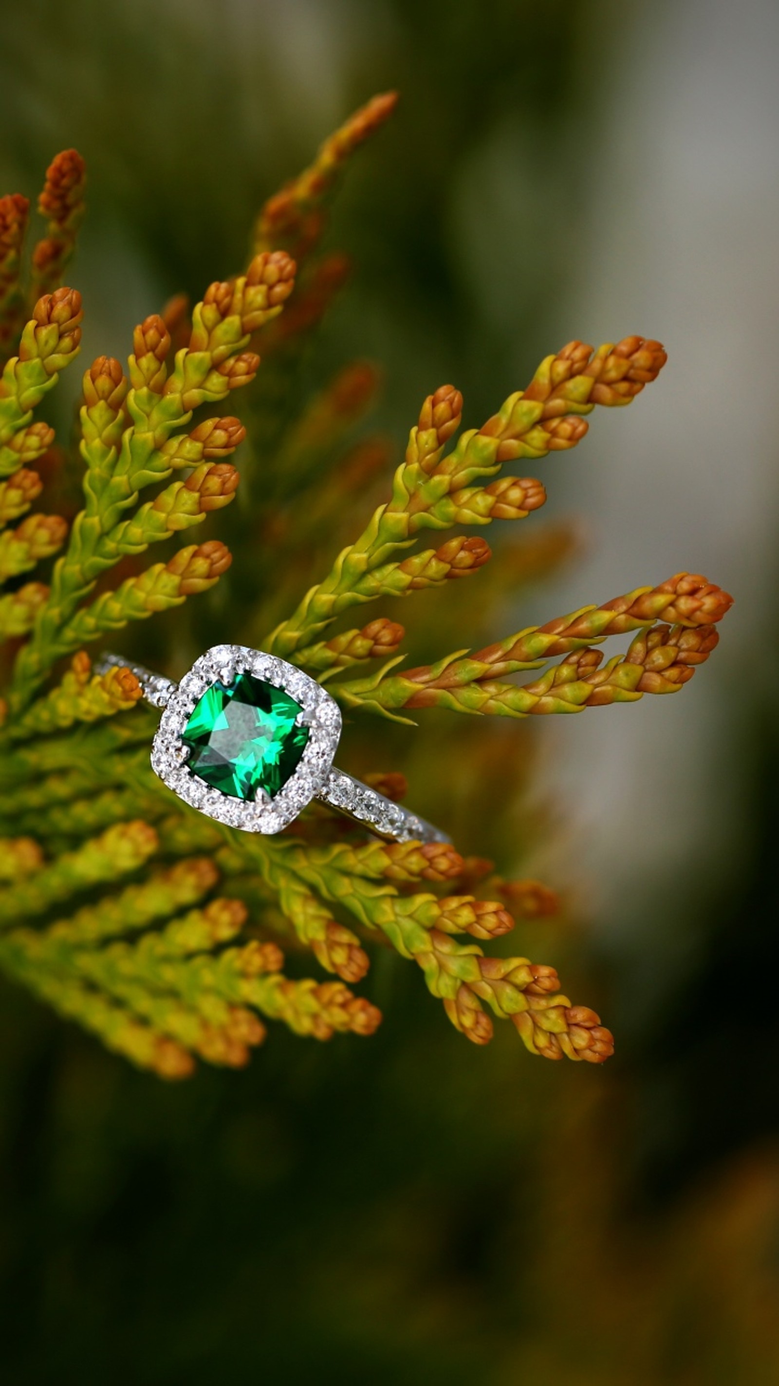 There is a green ring with a diamond on top of a tree (plant, leaf, botany, twig, terrestrial plant)