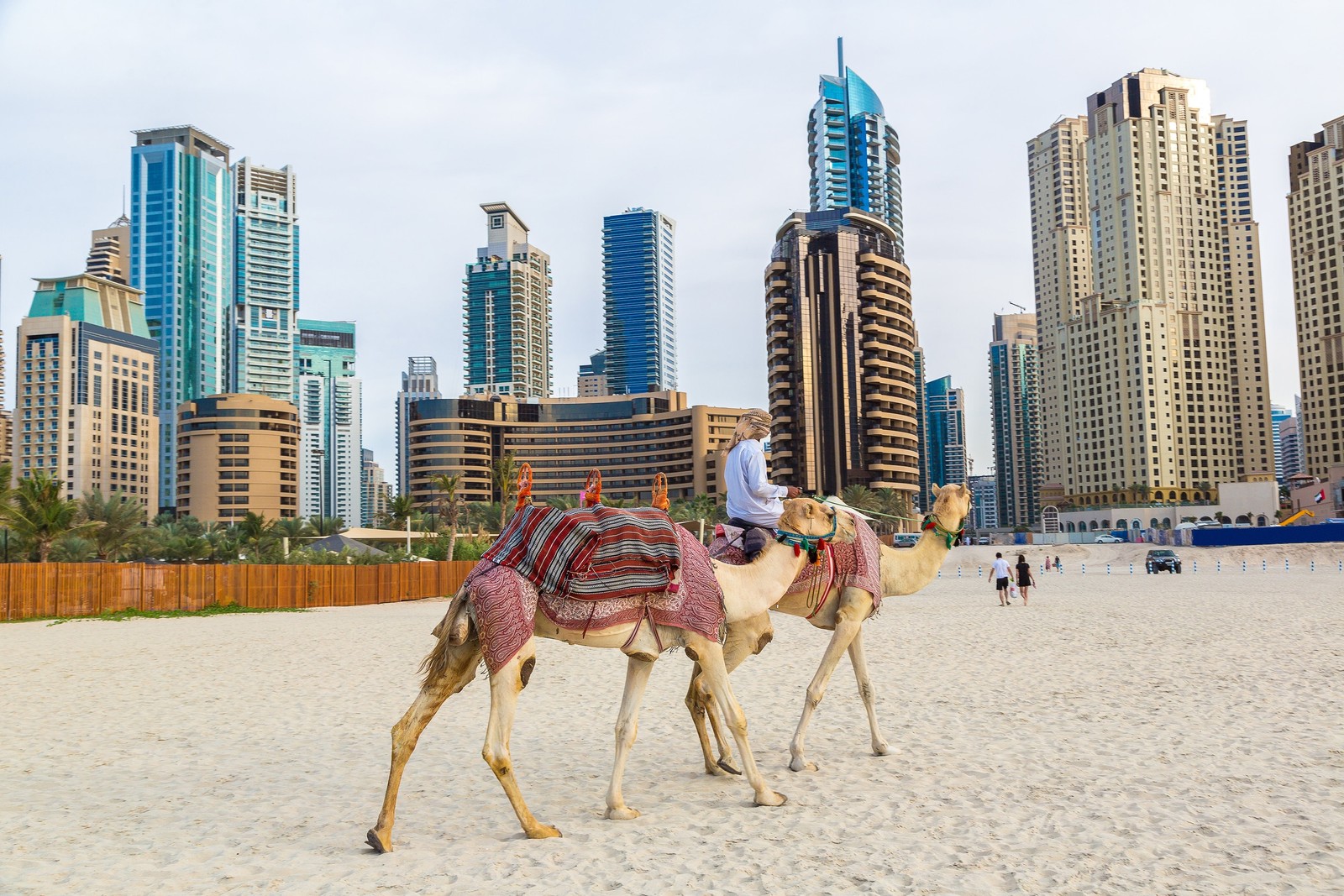 Жирафы на пляже с городом на заднем плане (дубай, dubai, пляж джумейра, верблюд, аравийский верблюд)