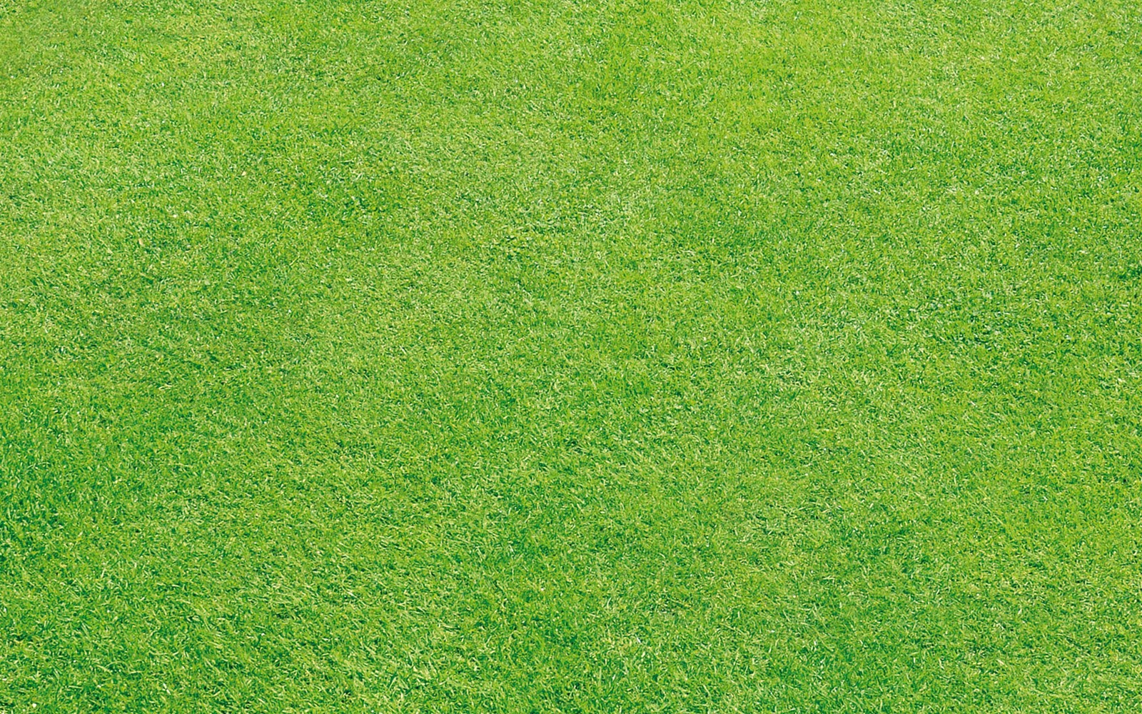 Um close em um campo de grama verde com um frisbee branco (pradaria, verde, grama, gramado, grama sintética)