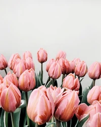 Vibrant Pink Tulips in Full Bloom.