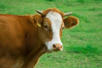 corne, pâturage, bétail, vache laitière, herbe