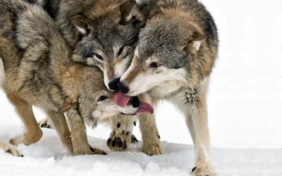 wildlife, family, mammal, wolves, snow