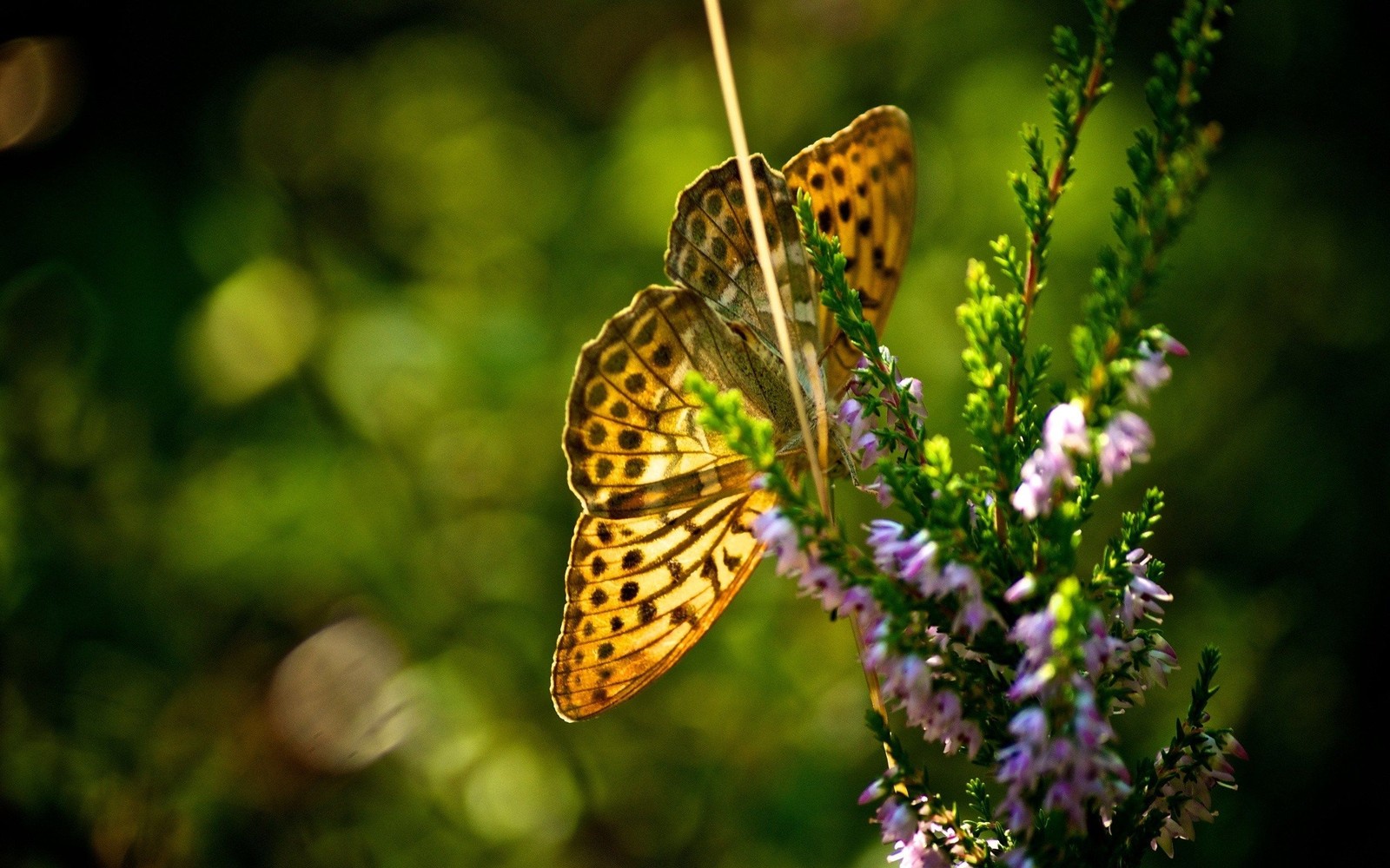 Il y a un papillon qui est assis sur une plante avec des fleurs violettes (insecte, papillon, papillons de nuit et papillons, pollinisateur, invertébré)