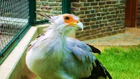 Un ave llamativa con una cresta prominente, plumas vibrantes y un pico distintivo, contra un fondo natural.