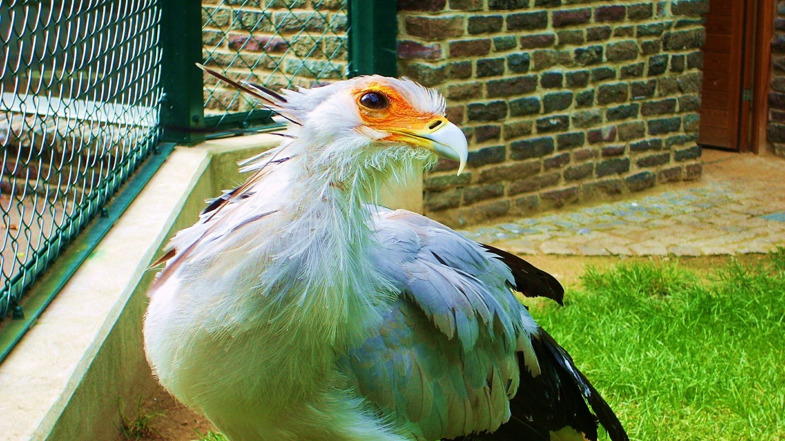 Hay un pájaro que está de pie en la hierba junto a una cerca (ave, pico, pluma, animal, perro)